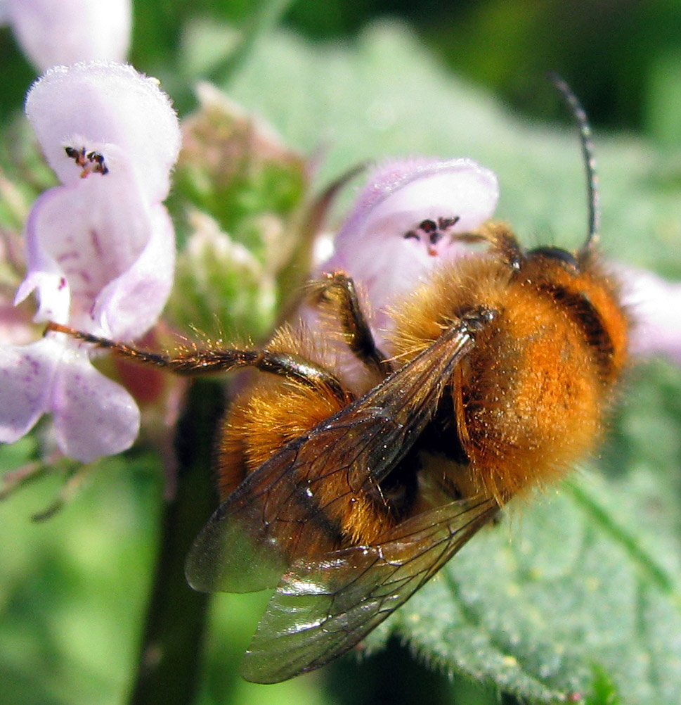 Apidae: Xylocopa iris maschio e maschi di Osmia sp.